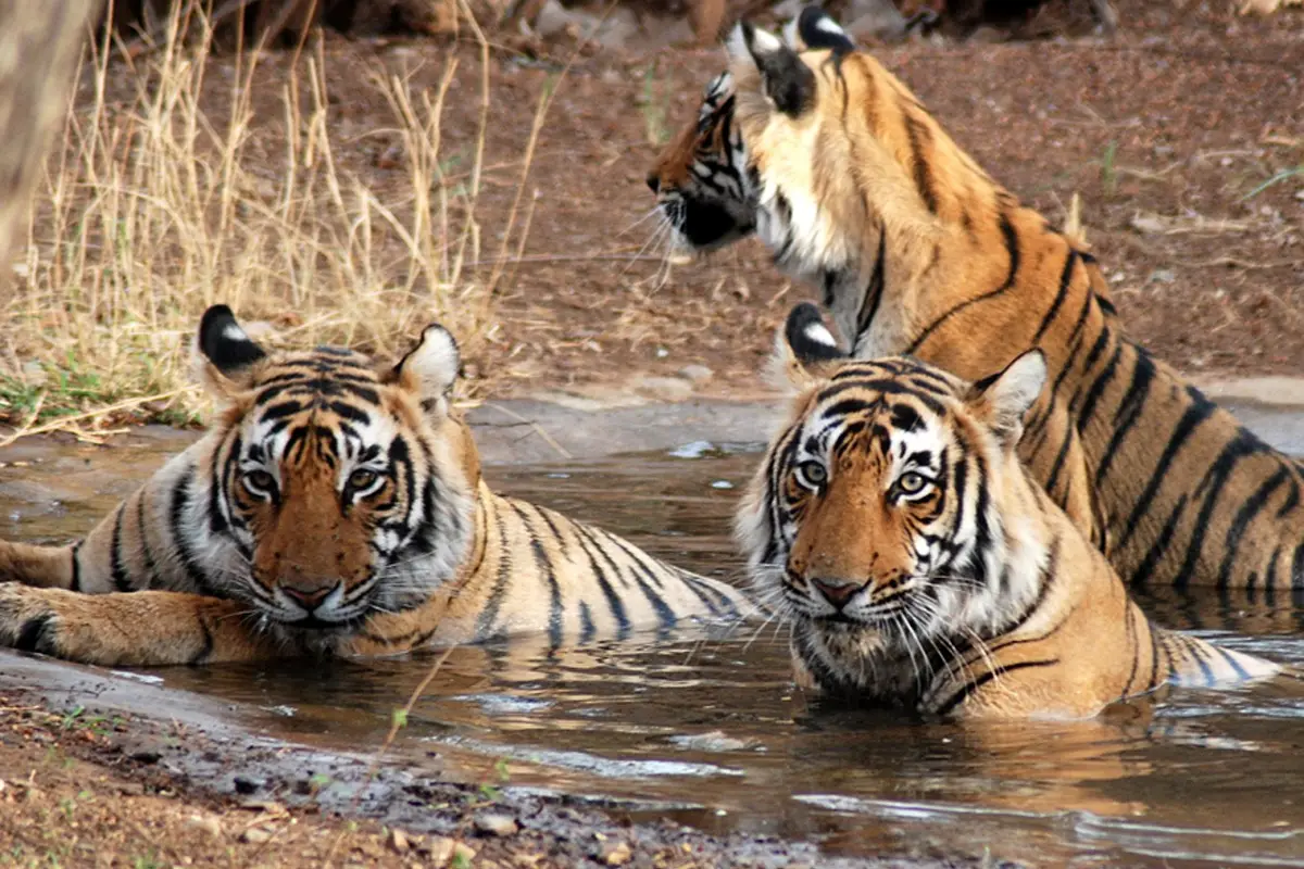 ranthambore-tiger-reserve