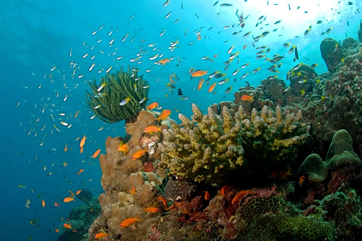 andaman-coralreefs