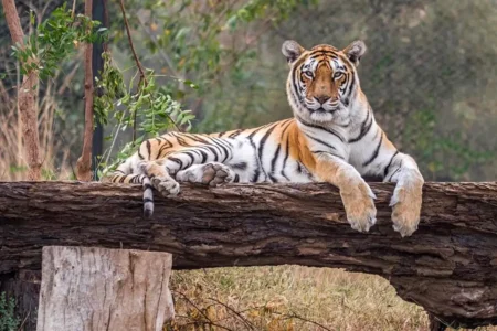 Nahargarh-Biological-Park