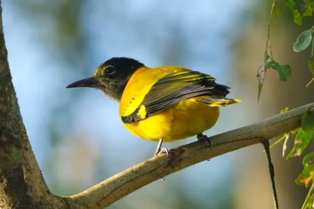 bandipur-bird-sanctuary